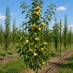Stĺpovitá slivko-marhuľa (Prunus hybrid) ‘MIRACOSE’ - výška 110-130 cm, kont. C7L